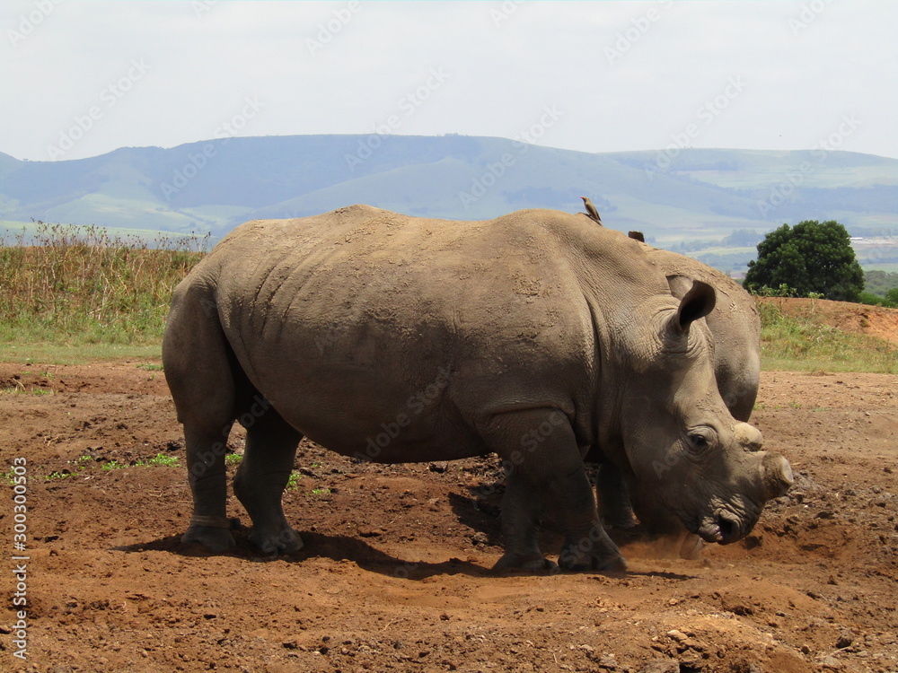 Naklejka premium white rhino