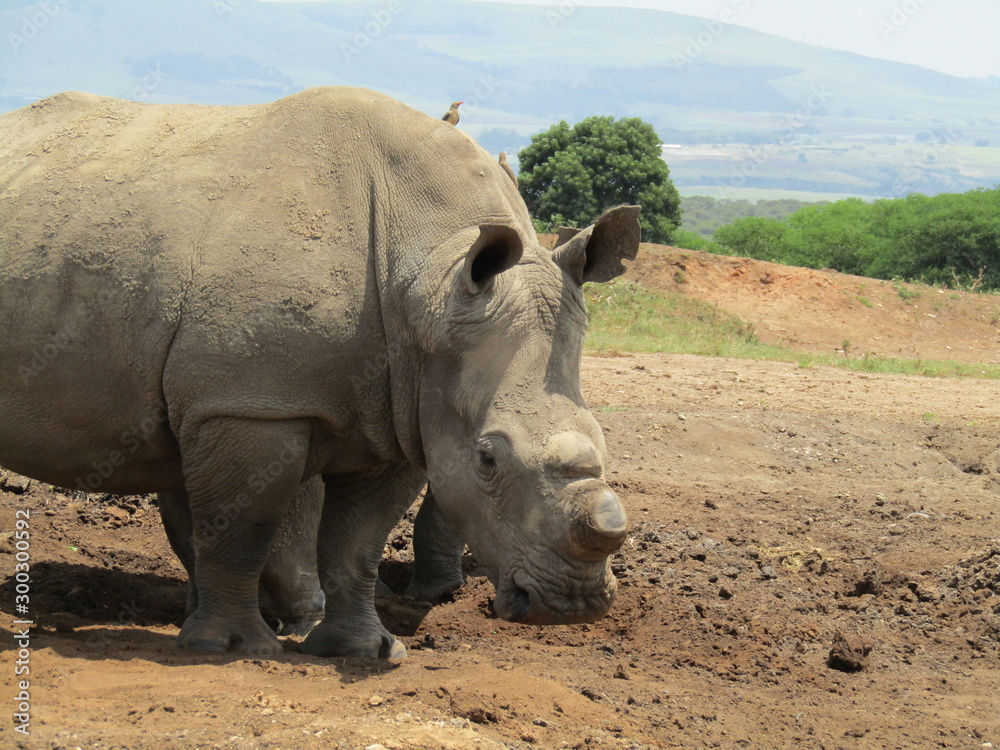 Obraz premium rhino wih shaved horn