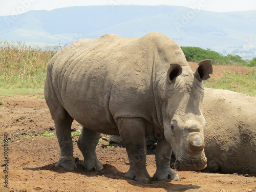 white rhino © Tia