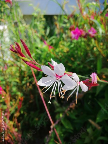 flowers in garden
