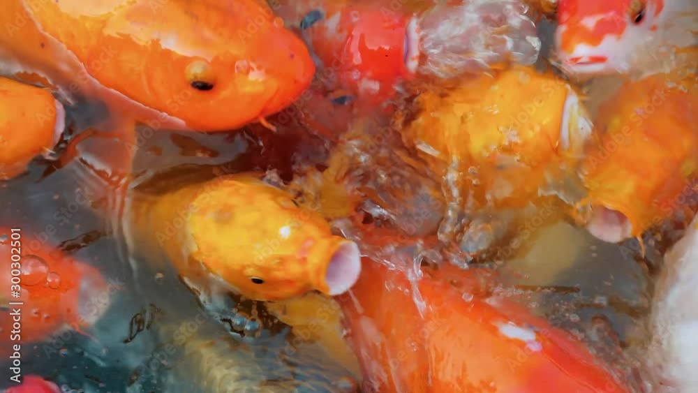 Many colorful goldfish and Koi Carp are swimming in pond. Decorative fish in chinese water garden. People feed the fish. Many colorful goldfish and Koi Carp are swimming in pond. Decorative fish in chinese water garden. People feed the fish.