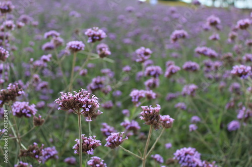 Small purple flowers in the garden