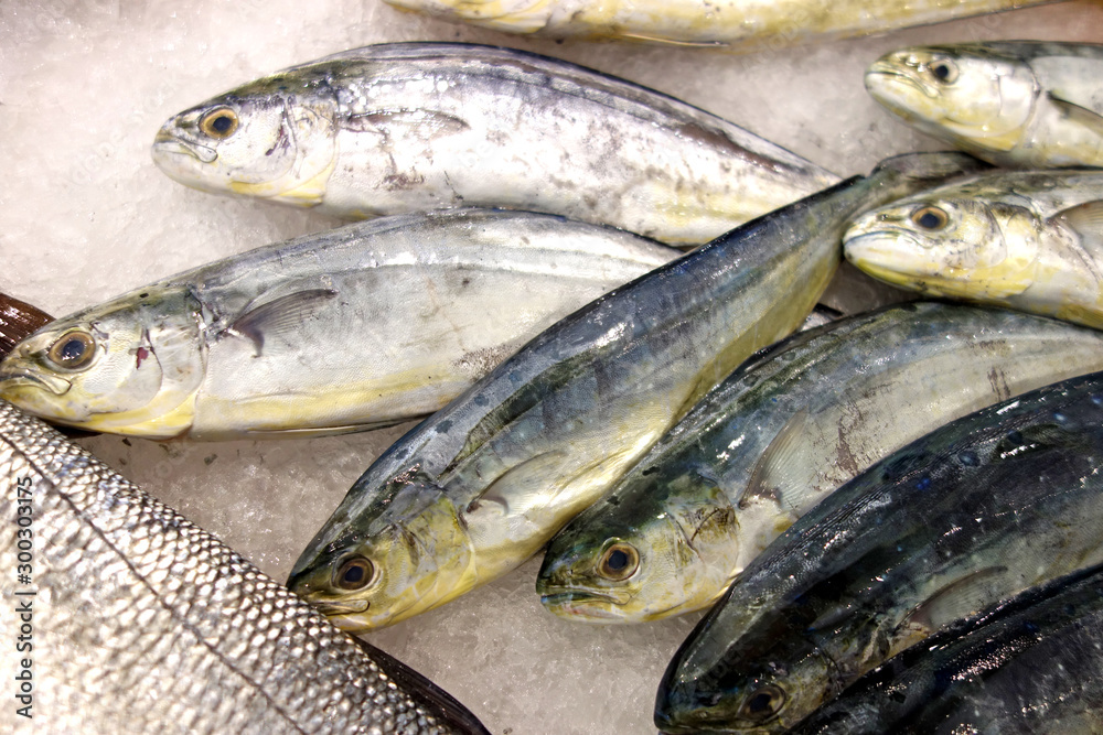 Mahi-mahi fish or common dolphinfish at seafood market Mahi-mahi fish or common dolphinfish at seafood market