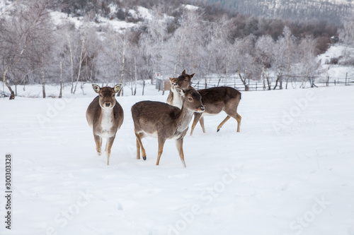 Beautiful deer in heavy winter. © belyaaa