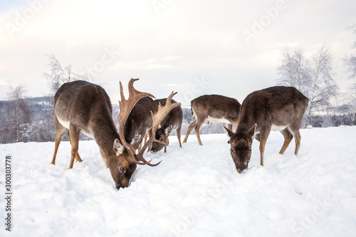 Fototapeta Naklejka Na Ścianę i Meble -  Beautiful deer in heavy winter.