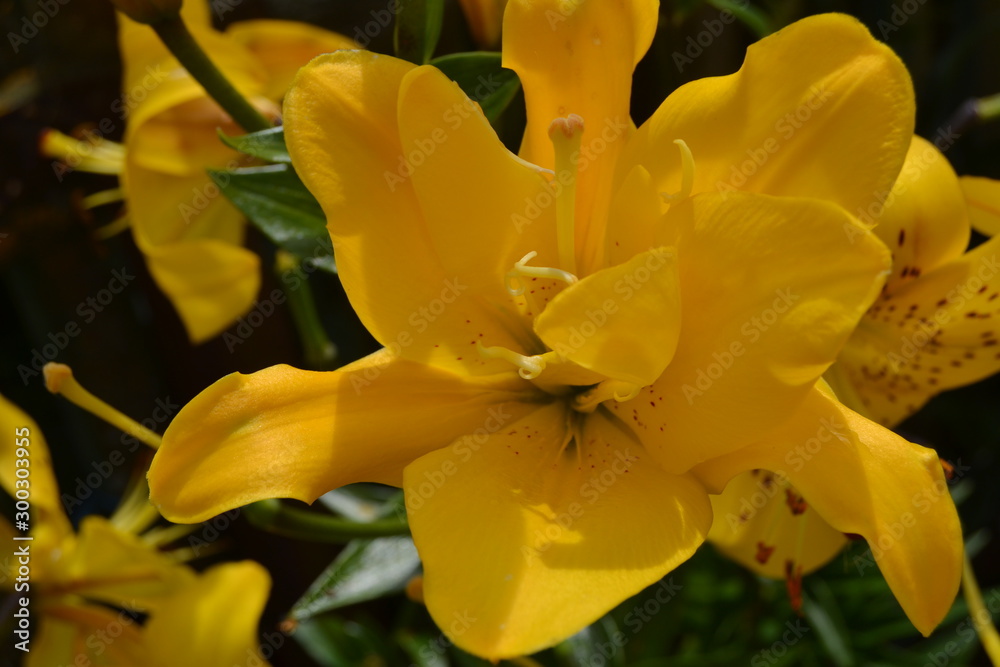 lily lily