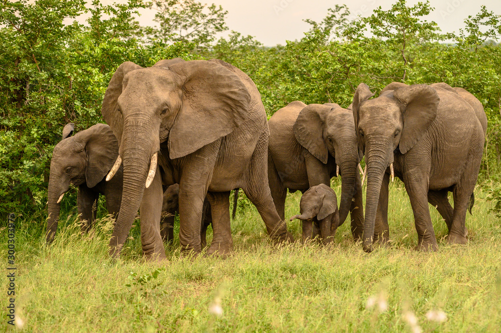Fototapeta premium Wild african elephant close up, Botswana, Africa