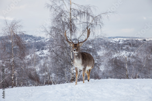 Beautiful deer in heavy winter. © belyaaa