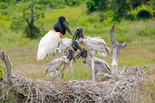 Close up of a high Jabiru nest with four juvenile Jabirus waiting for feeding by an adult, against green background, Pantanal Wetlands, Mato Grosso, Brazil