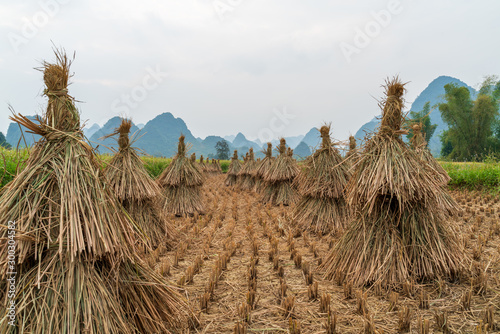 Rice field after harvesting in Trung Khanh  Cao Bang  Vietnam