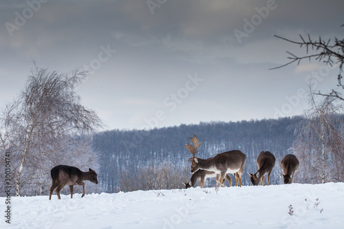 Beautiful deer in heavy winter.