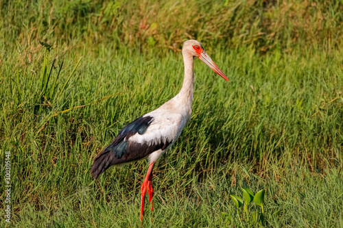 Maguari stork foraging in green grass, Pantanal Wetlands, Mato Grosso, Brazil