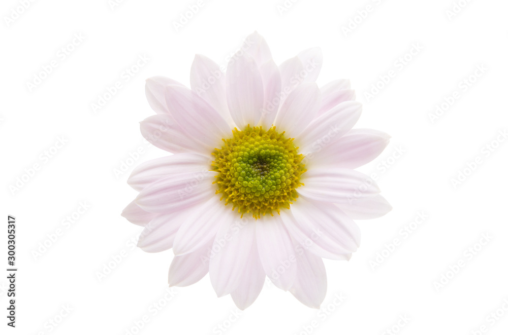 pink chrysanthemum isolated pink chrysanthemum isolated