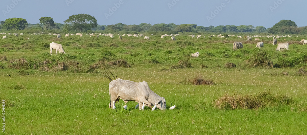 Fototapeta premium Panorama of typical Pantanal pasture land with white cattle and egrets, Pantanal Wetlands, Mato Grosso, Brazil