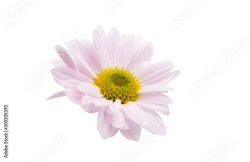 Fototapeta Naklejka Na Ścianę i Meble -  pink chrysanthemum isolated