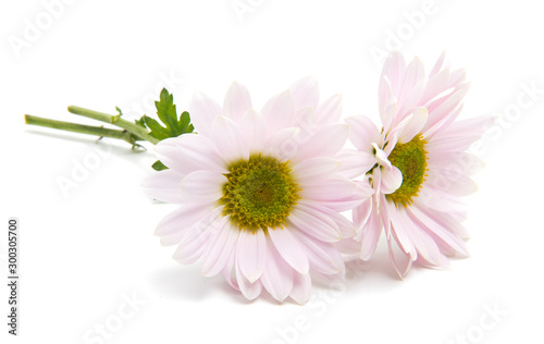 pink chrysanthemum isolated