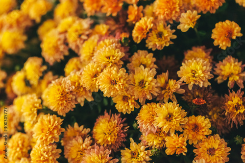 Yellow autumn flower bush in pot close up © fotofabrika