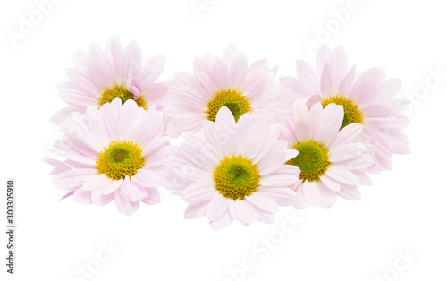 pink chrysanthemum isolated