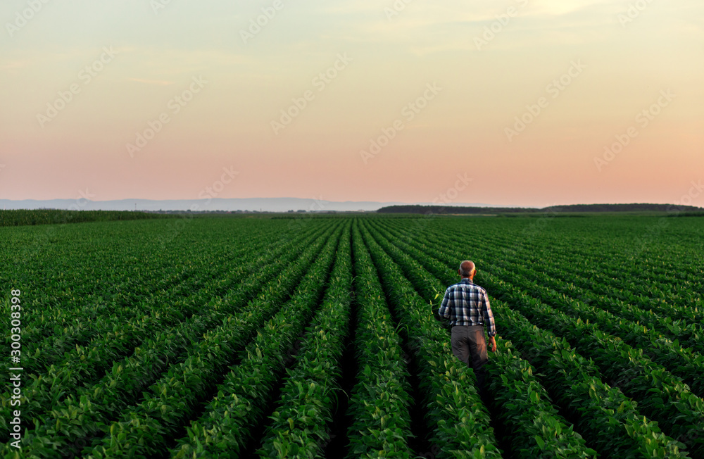 Senior farmer standing in soybean field examining crop at sunset. - obrazy, fototapety, plakaty 