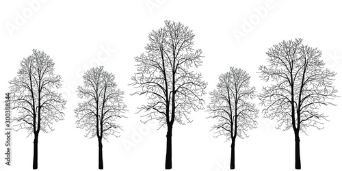 Five trees of different colors. Trees without leaves. Bare tree trunks with branches without leaves. Trees on a white background. Large plants for decoration. Many branches without leaves.