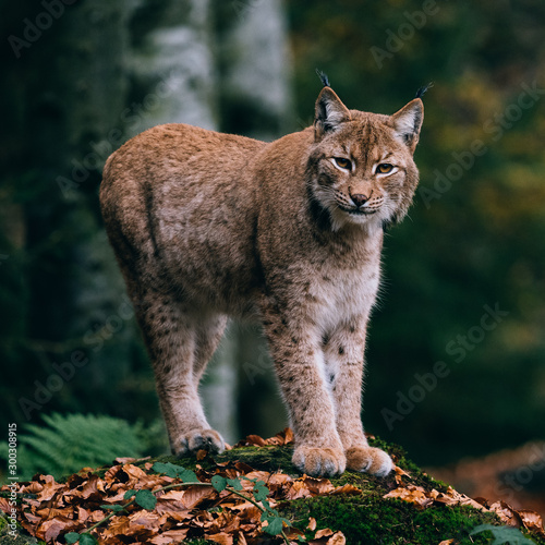 lynx on a rock, standing in forest