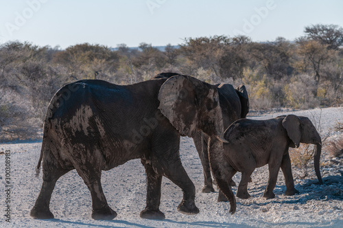A herd of African Elephants -Loxodonta Africana- walking past after having taken a bath in a waterhole in Etosha National Park  Namibia.