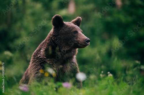 Carpathian brown bear in the wilderness