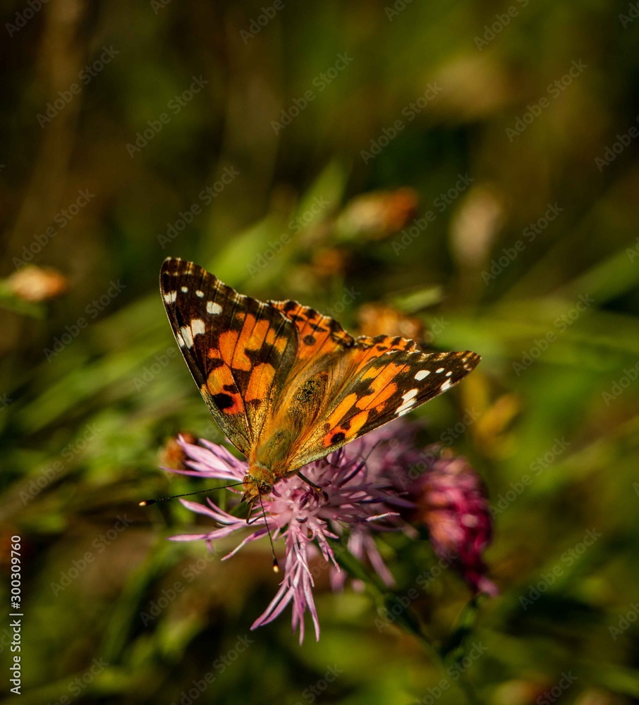 colorful butterfly colorful butterfly