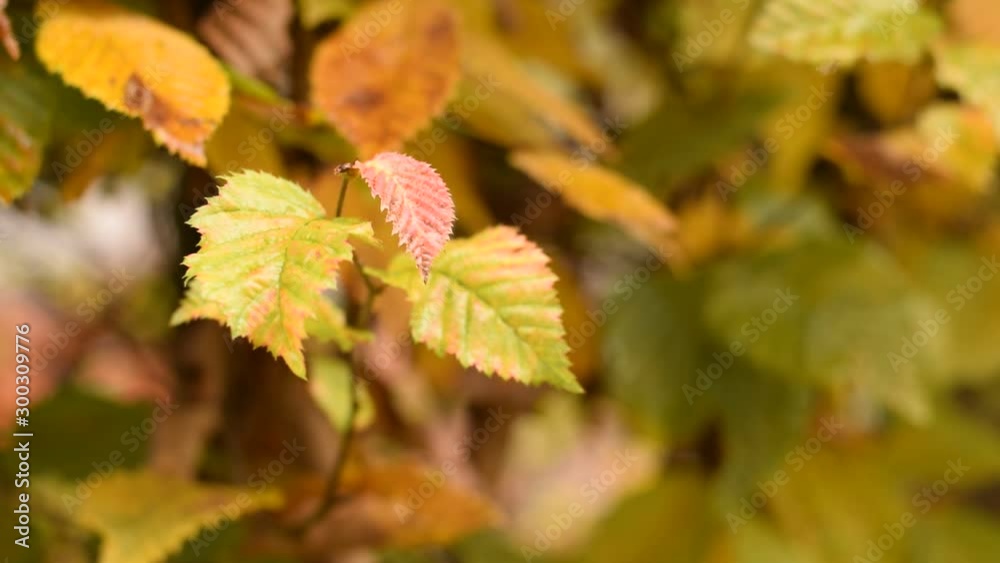 Video HD yellow autumn leaves in park Video HD yellow autumn leaves in park