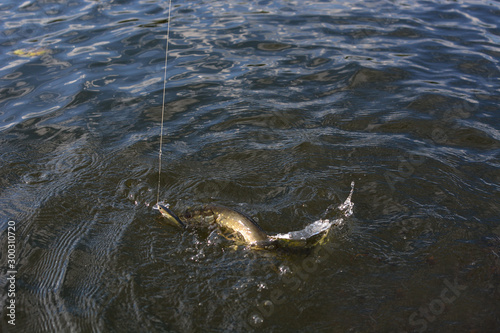 Summer fishing, pike fishing, spinning on the lake
