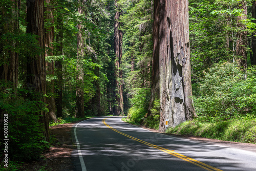 Road through the Avenue of the Giants, Humboldt Redwoods State Park, California, USA	