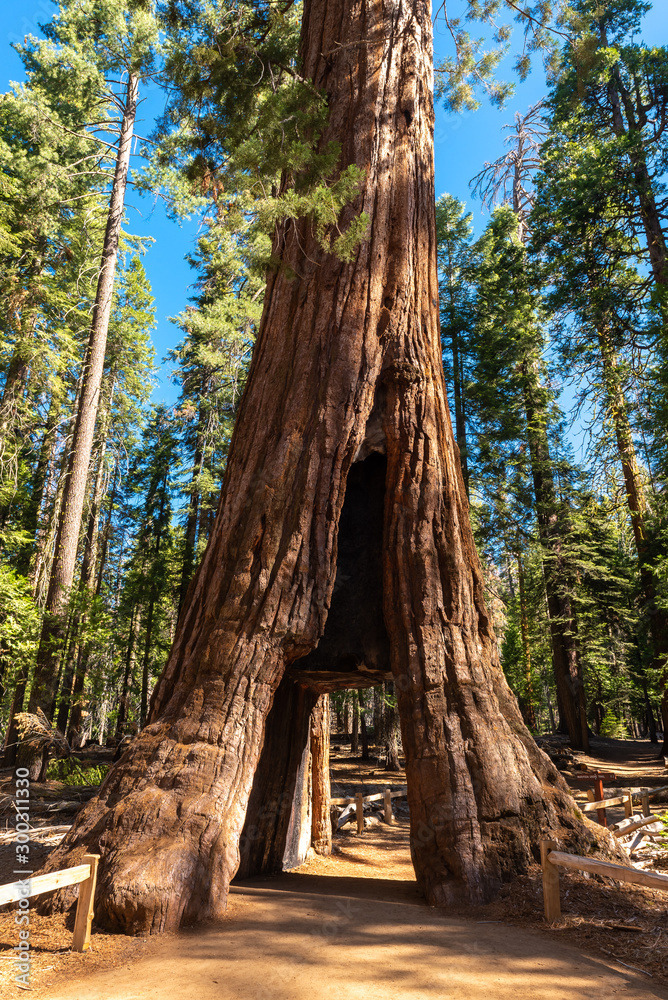 Giant Sequoia tree in Mariposa Grove, Yosemite National Park, California, USA