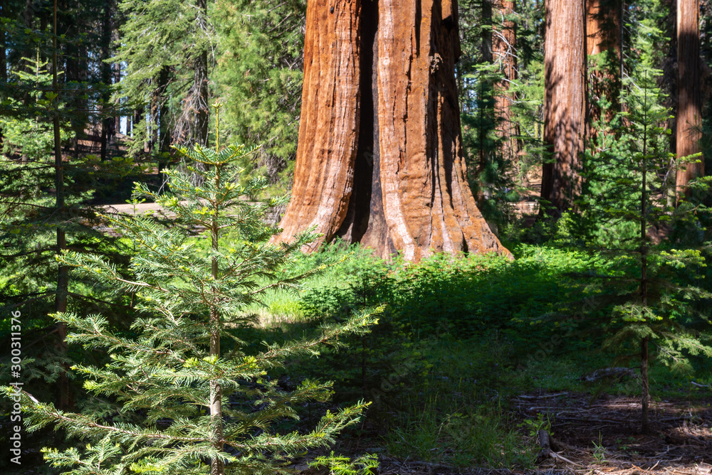 Giant Sequoia trees in Mariposa Grove, Yosemite National Park, California, USA