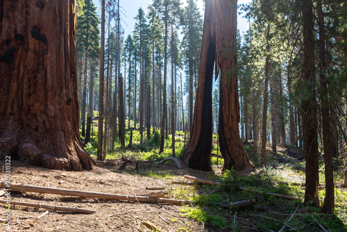 Giant Sequoia tree in Mariposa Grove, Yosemite National Park, California, USA