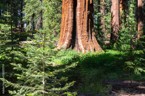 Obraz na płótnie Giant Sequoia trees in Mariposa Grove, Yosemite National Park, California, USA w salonie