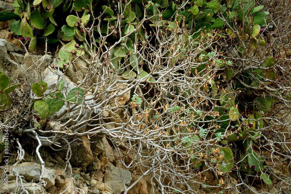 Tree Branches and cacti on a rocky ground surface. Montenegro Tree Branches and cacti on a rocky ground surface. Montenegro