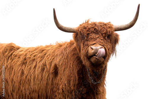 scottish long-haired cow isolated