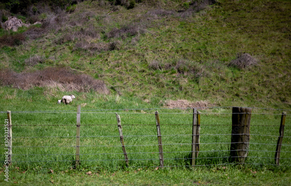 Obraz premium Sheep and fence