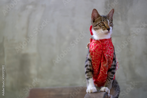 The striped Thai cat dressing Chinese red costume for Chinese new year day.