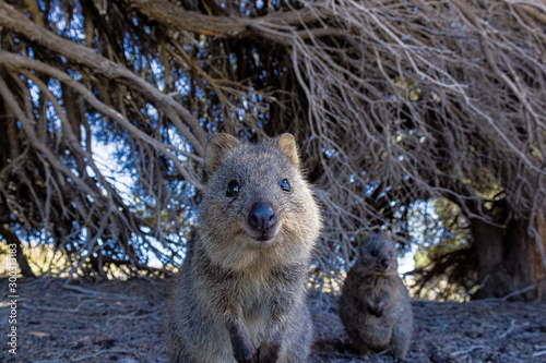 Australian Quokka on rottnest island, Perth, Australia