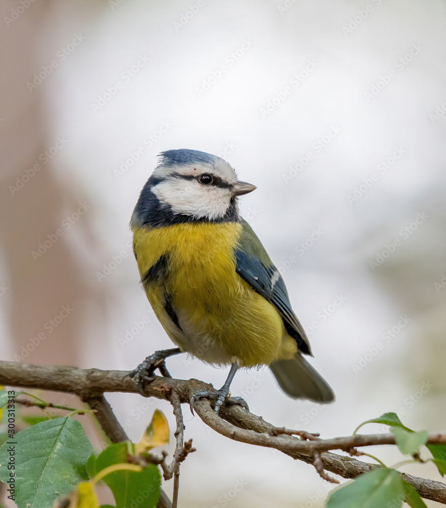 Naklejka premium Modraszka (Parus caeruleus) odpoczywa na gałęzi drzewa