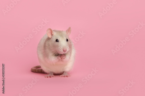 Cute domestic rat sitting on a pink background © Elles Rijsdijk