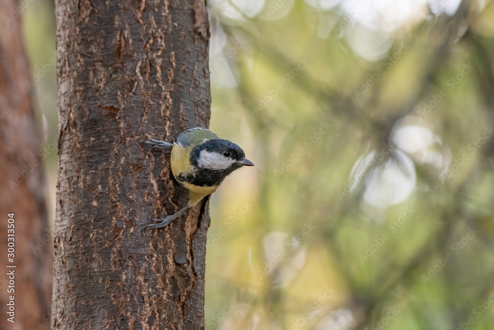 The great tit (Parus major) is a passerine bird in the tit family Paridae The great tit (Parus major) is a passerine bird in the tit family Paridae