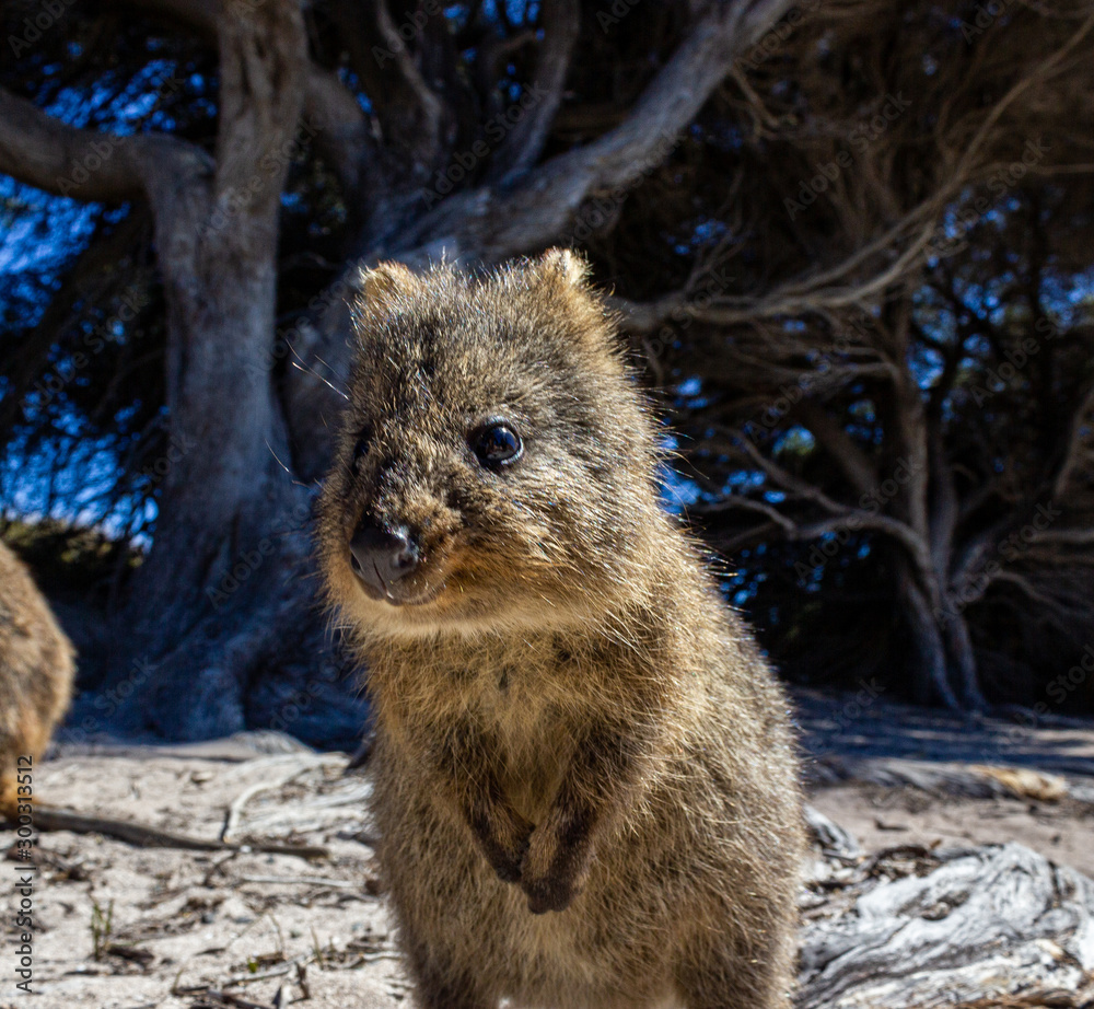 Fototapeta premium Australian Quokka on rottnest island, Perth, Australia