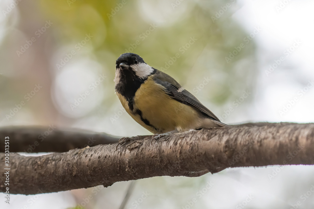 Fototapeta premium The great tit (Parus major) is a passerine bird in the tit family Paridae