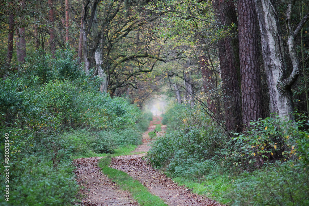 road through an autumn forest road through an autumn forest