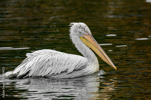 Dalmatian curly pelican (Pelecanus crispus) the world's largest fresh water bird