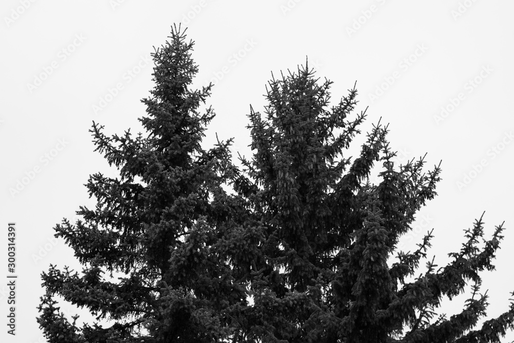 Fototapeta premium Black and white trees