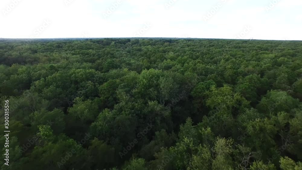 Aerial flying back over an endless view of lush green trees 4K Aerial flying back over an endless view of lush green trees 4K