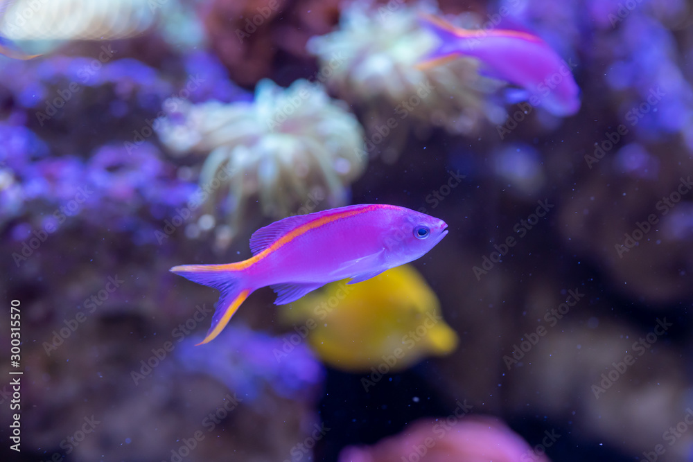 Obraz premium Yellowstriped fairy basslet (Pseudanthias tuka) in reef aquarium